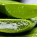 L’Aloe Vera, votre allié au quotidien