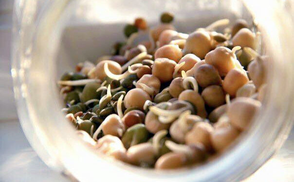 10 sources de protéines végétales à connaître et à adopter