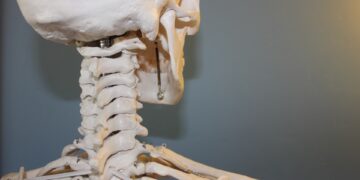 Les os du corps humain : type, tissu, densité…