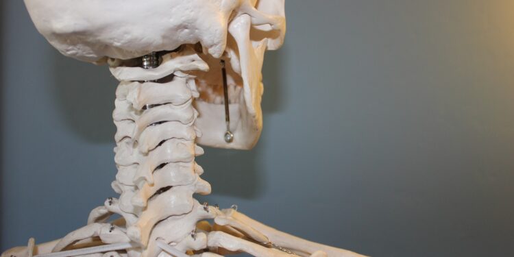 Les os du corps humain : type, tissu, densité…