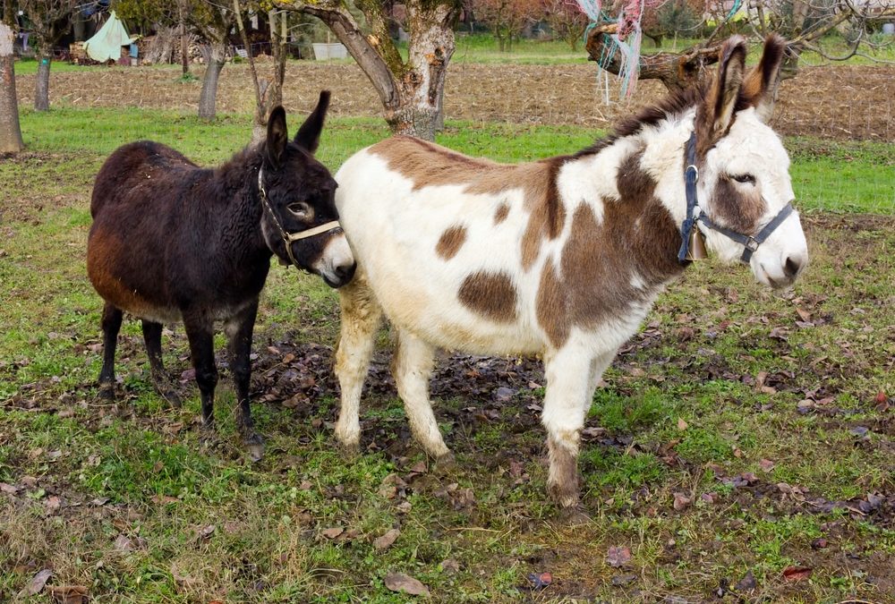 anesse-et-petit