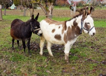 anesse-et-petit