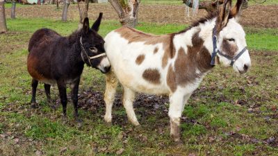 anesse-et-petit