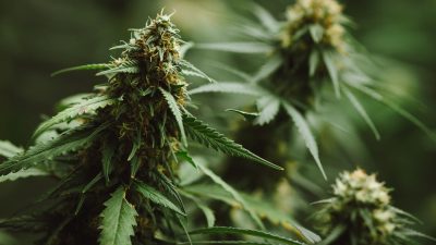 fleur de CBD Sativa
